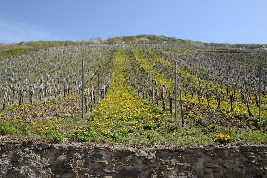 Weingut Rosenbaum Lejlighed Briedel Eksteriør billede